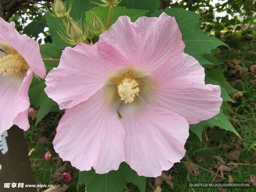 粉色木槿花绽放