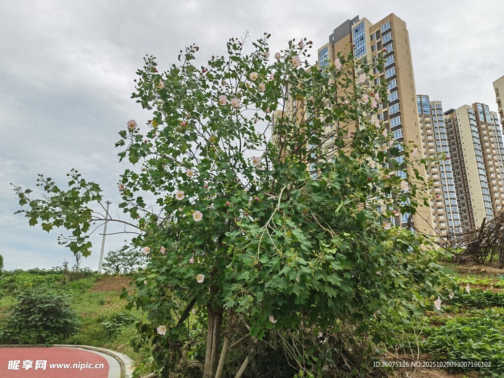 城市中繁茂的绿色灌木丛