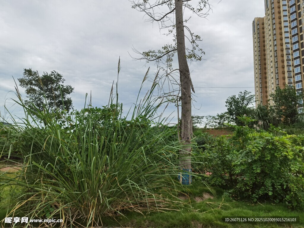 城市中生长的荒野植物