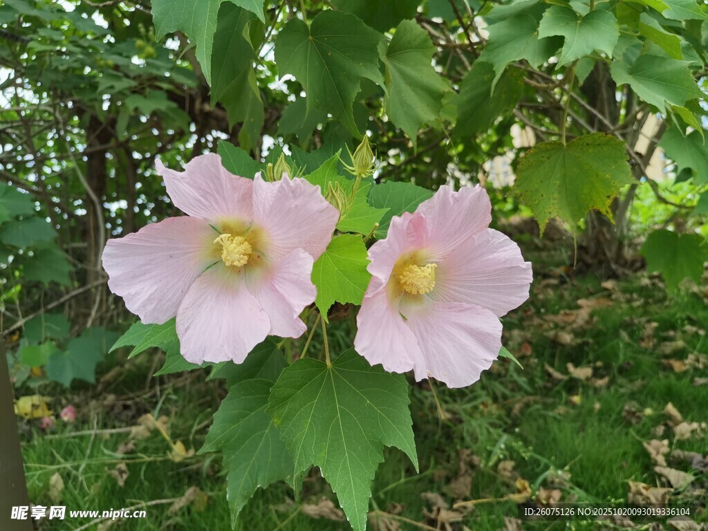 两朵粉花绽放绿叶间