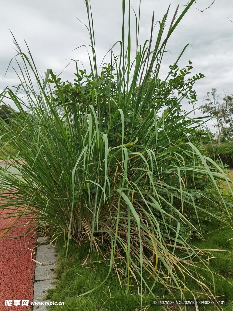 路边茂盛的绿色草丛