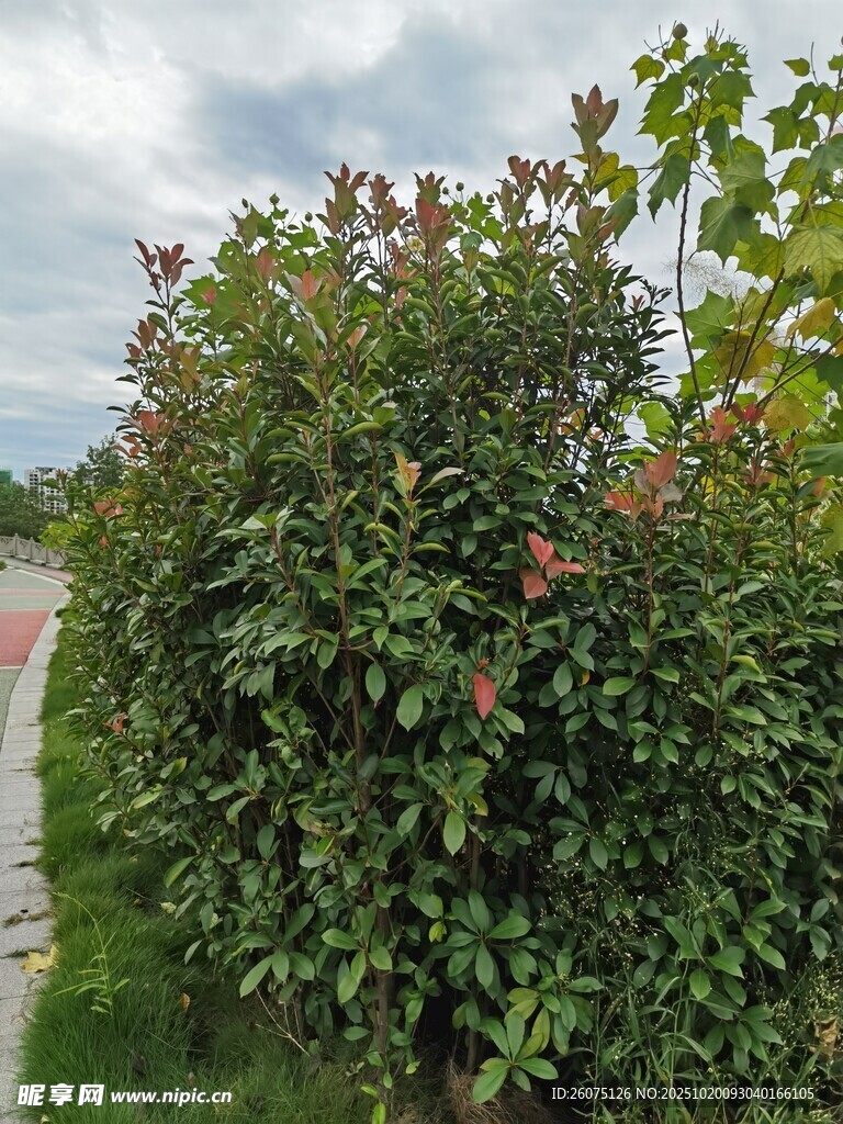 路边繁茂绿植景观