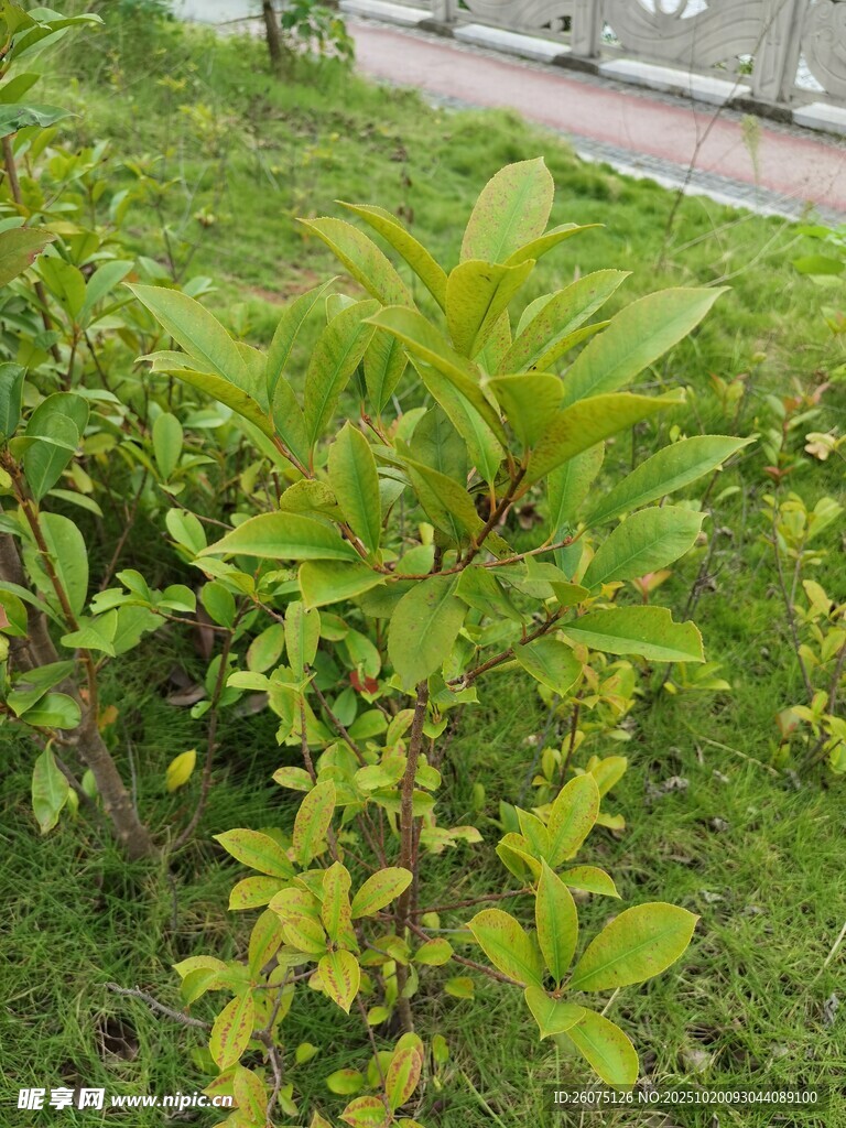 绿叶繁茂的户外植物