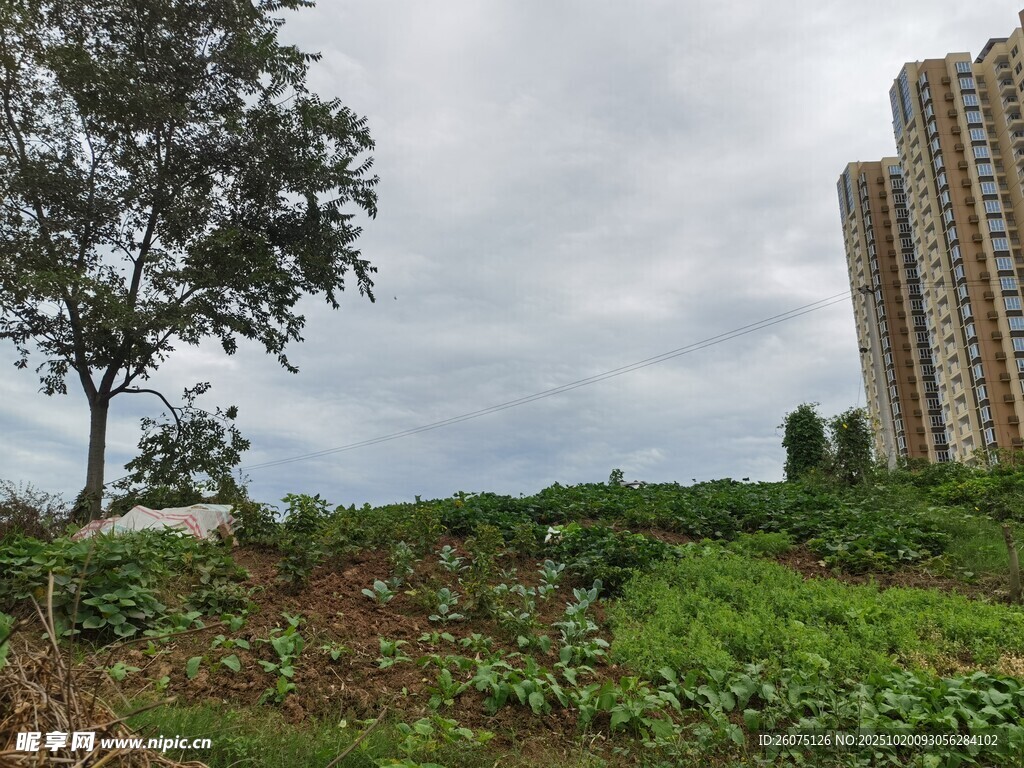 城郊绿地与高楼景观