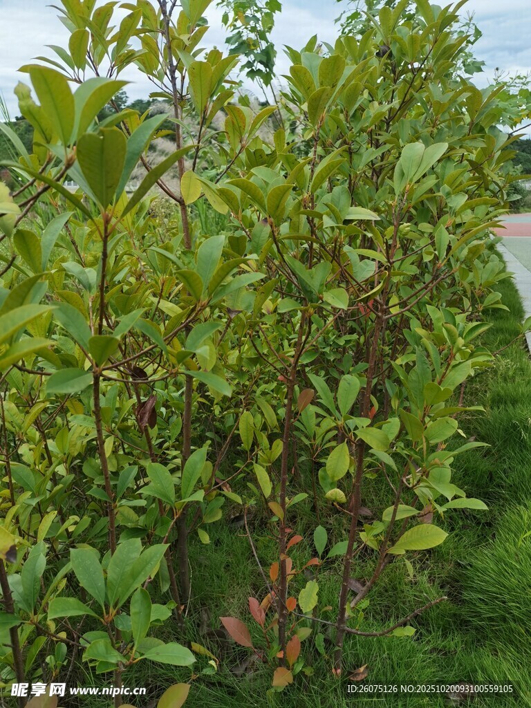 绿叶繁茂的灌木植物