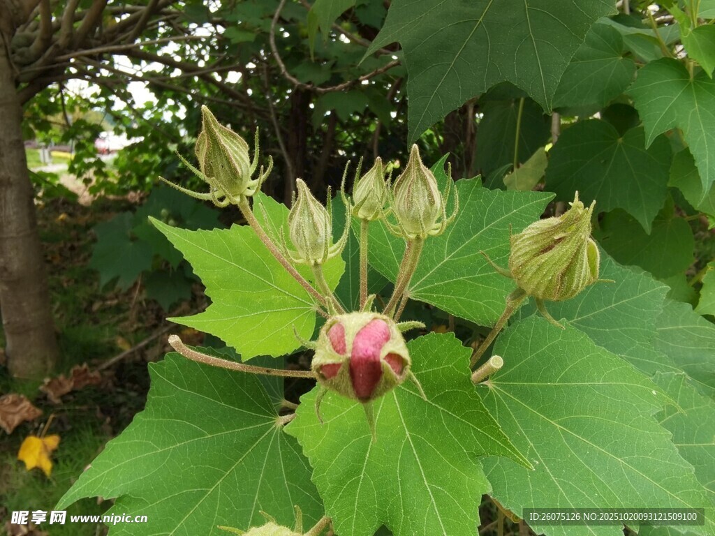 绽放的芙蓉花与待放花蕾
