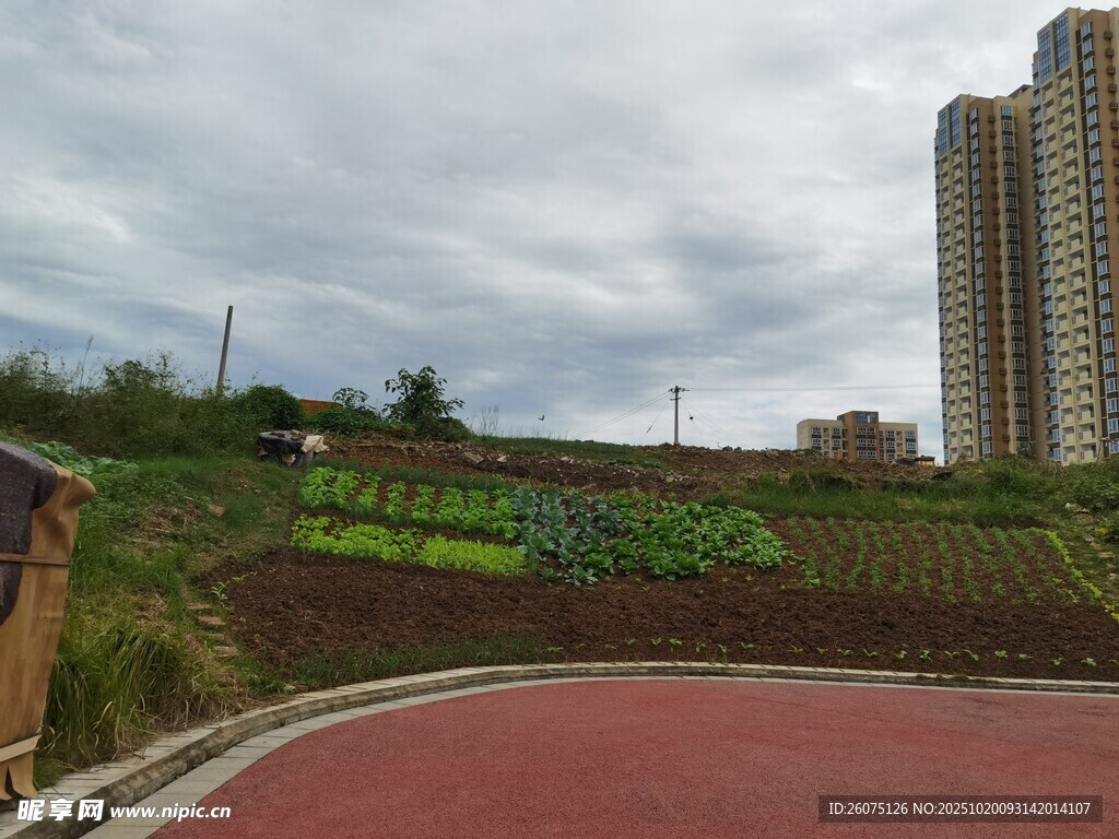 城市中的田园风景观路