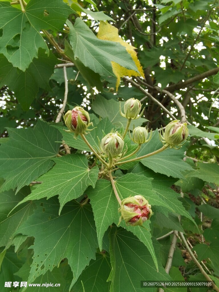 枝头绽放的多彩植物花苞