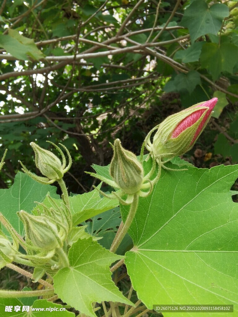 含苞待放的芙蓉花蕾