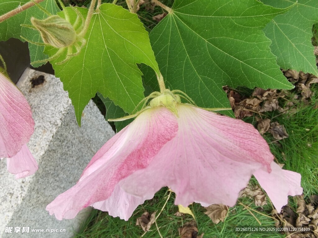 粉色木槿花特写
