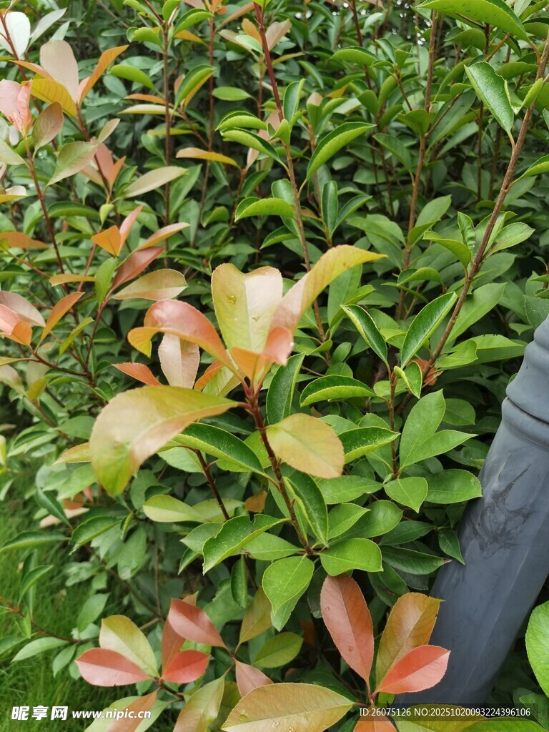多彩叶片的绿植景观