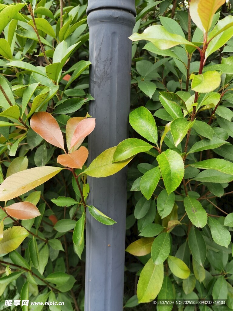 黑色灯杆旁的翠绿植物