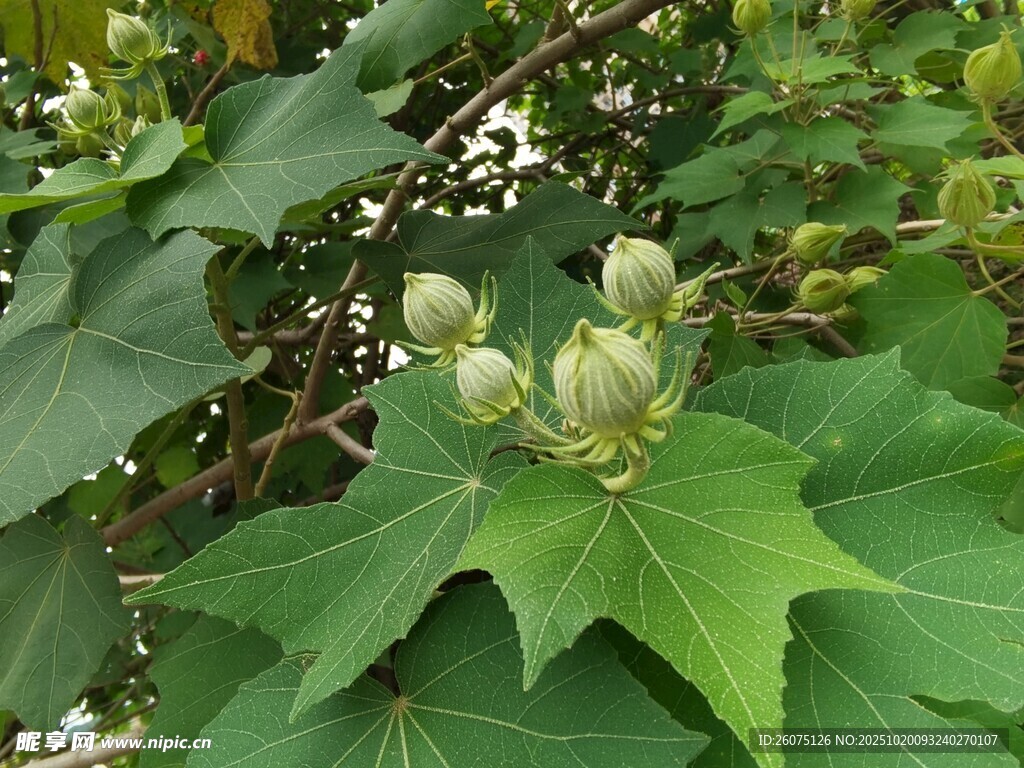 枝头绽放的嫩绿植物花苞