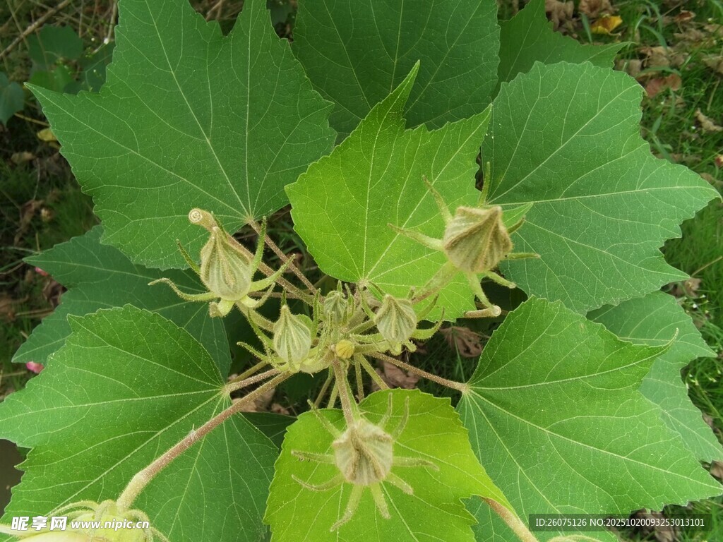 绿叶丛中的植物花朵