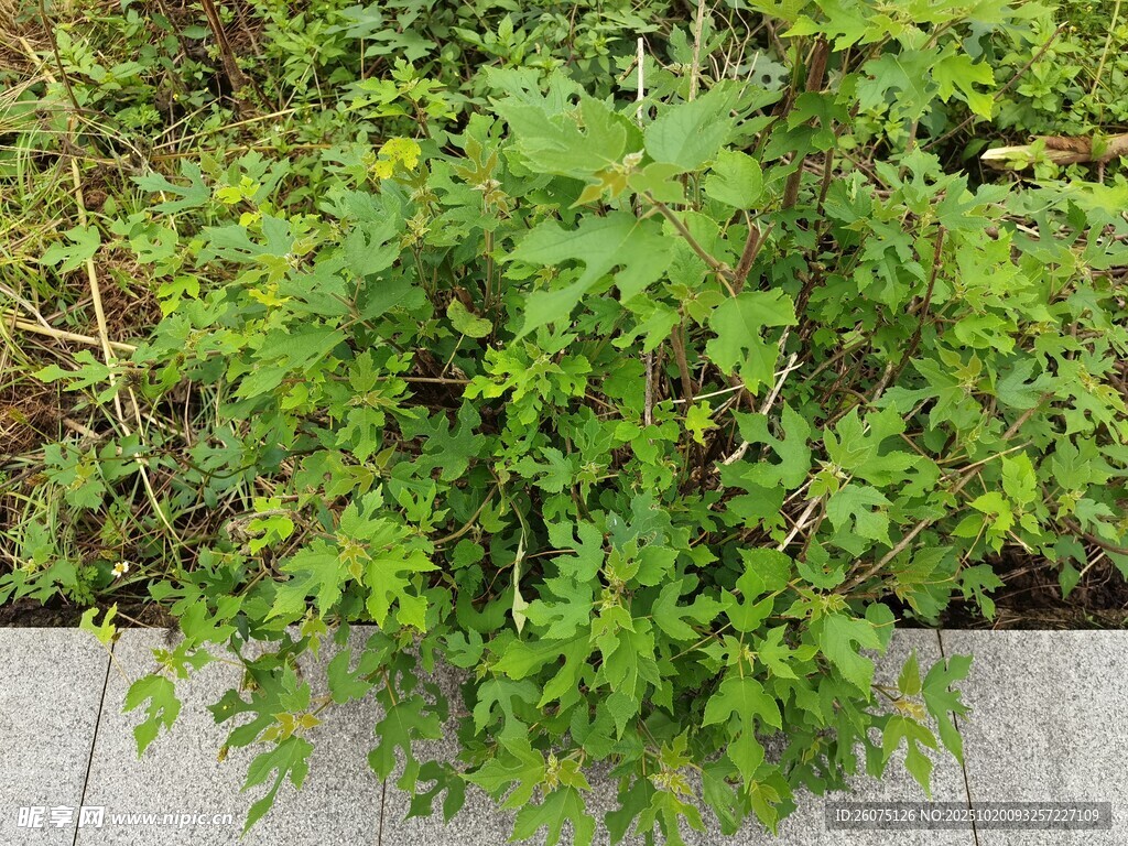 路边翠绿繁茂的植物