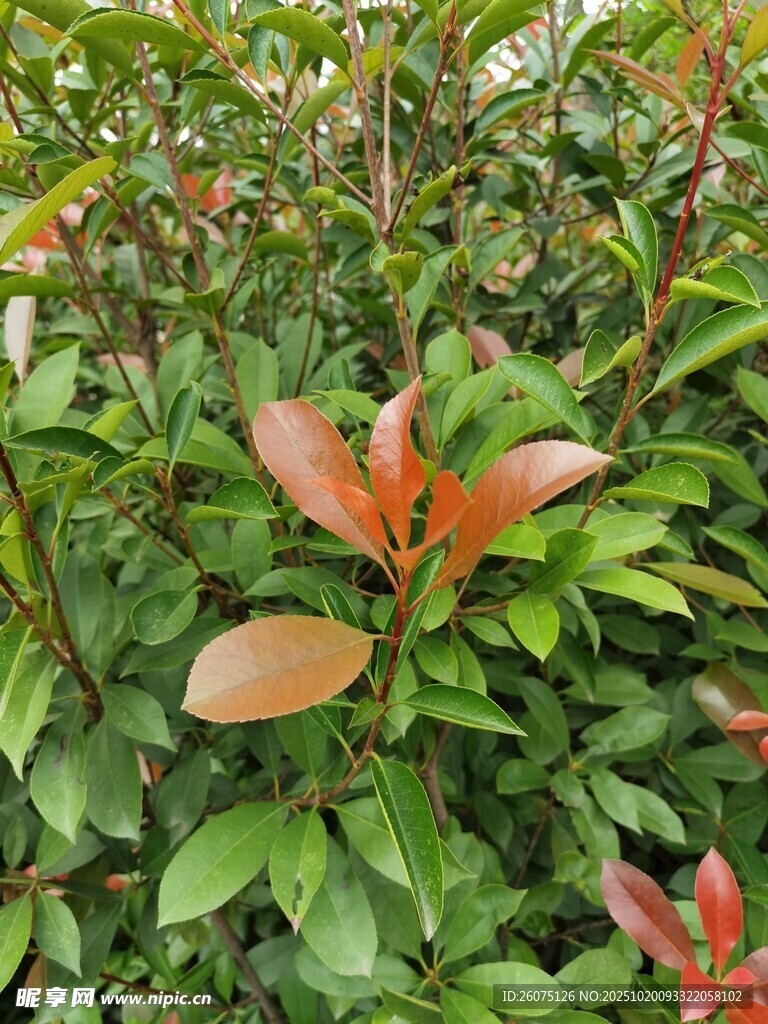 红叶绿叶交织的植物景观