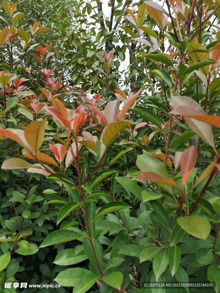 多彩叶片的绿植景观