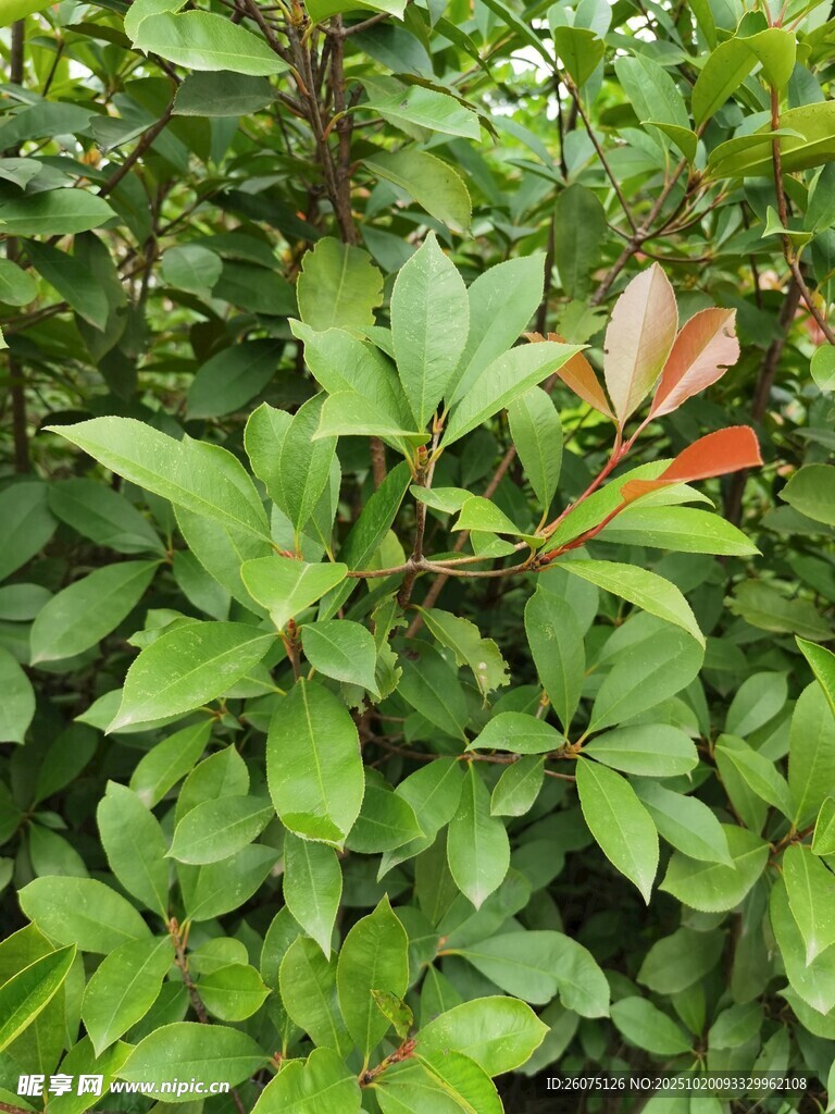 绿叶丛中的艳丽花朵