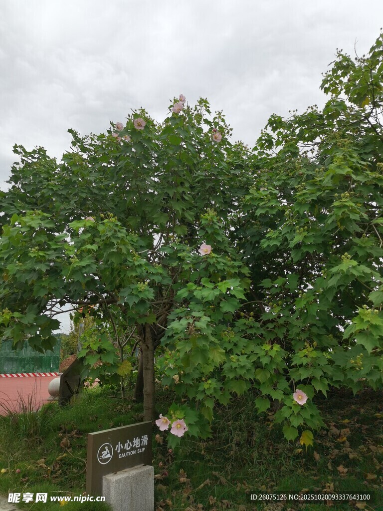 绿树成荫的户外景致