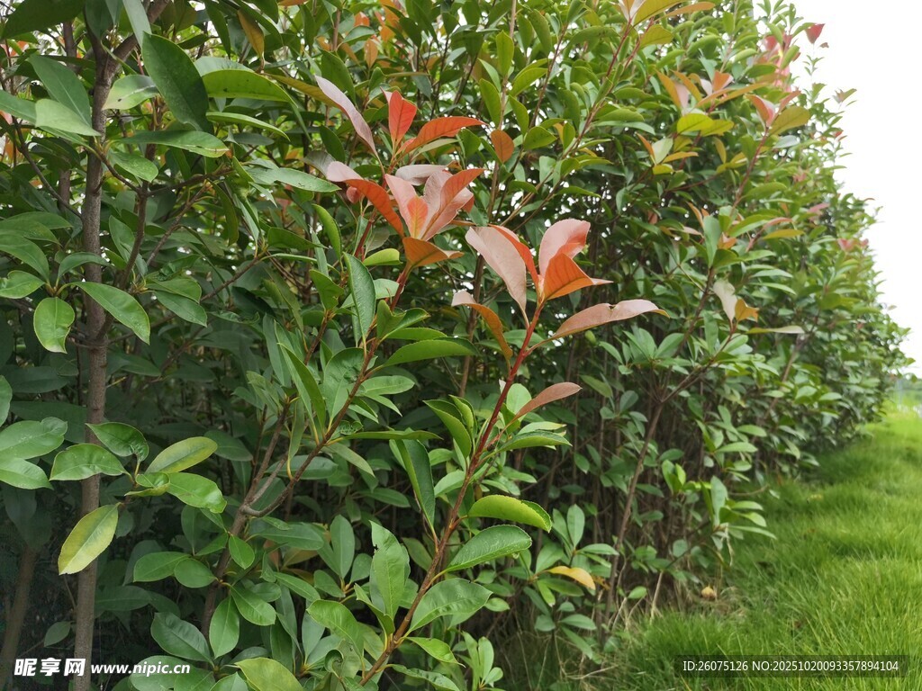 绿叶间的斑斓植物景观