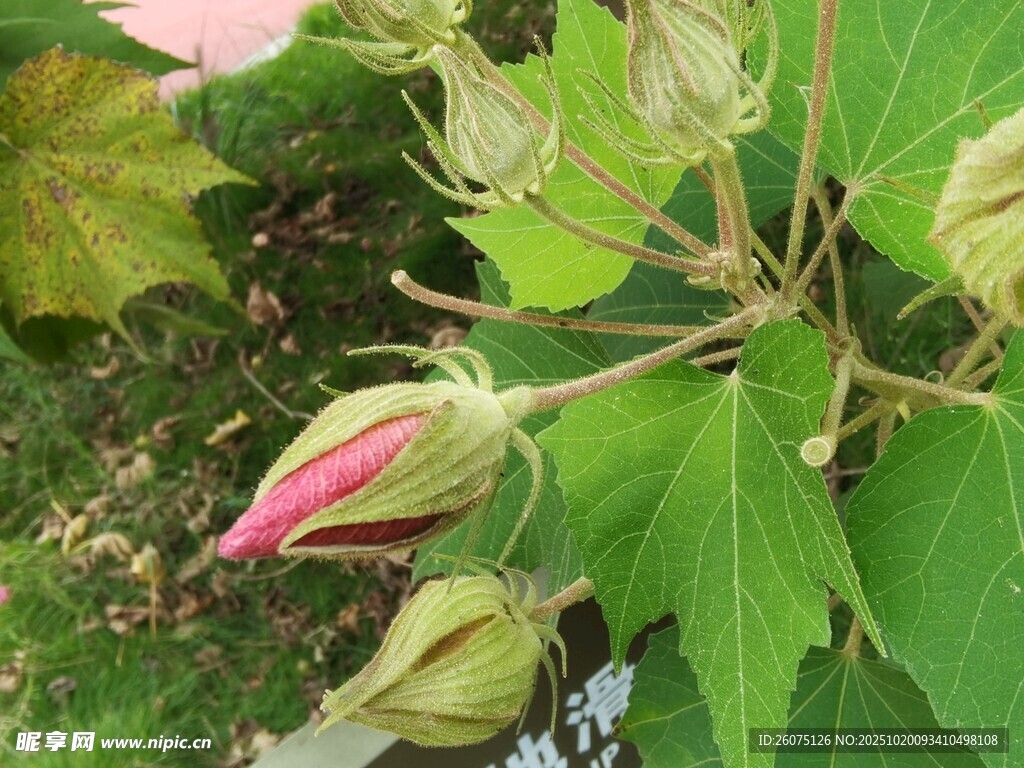 含苞待放的芙蓉花
