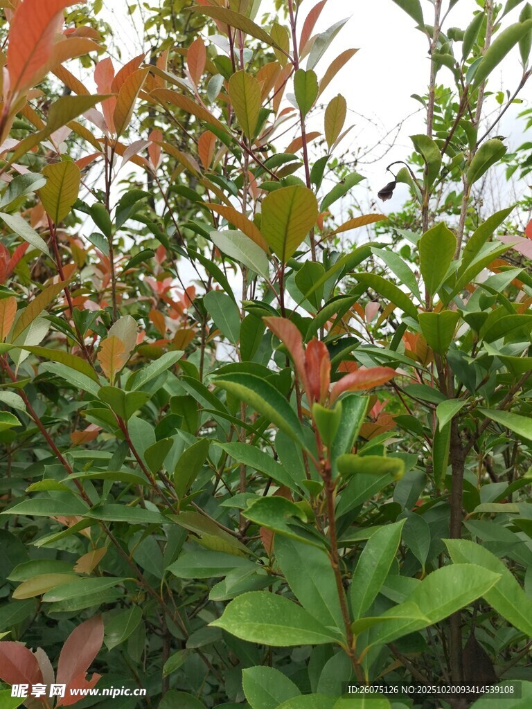 多彩叶片的绿植景观