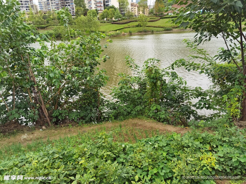 湖畔绿植环绕的自然景致