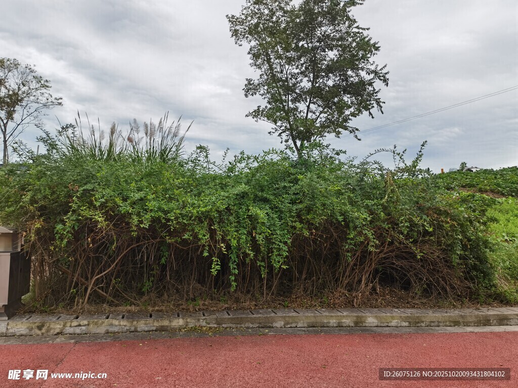 路边茂盛草木与独立小树