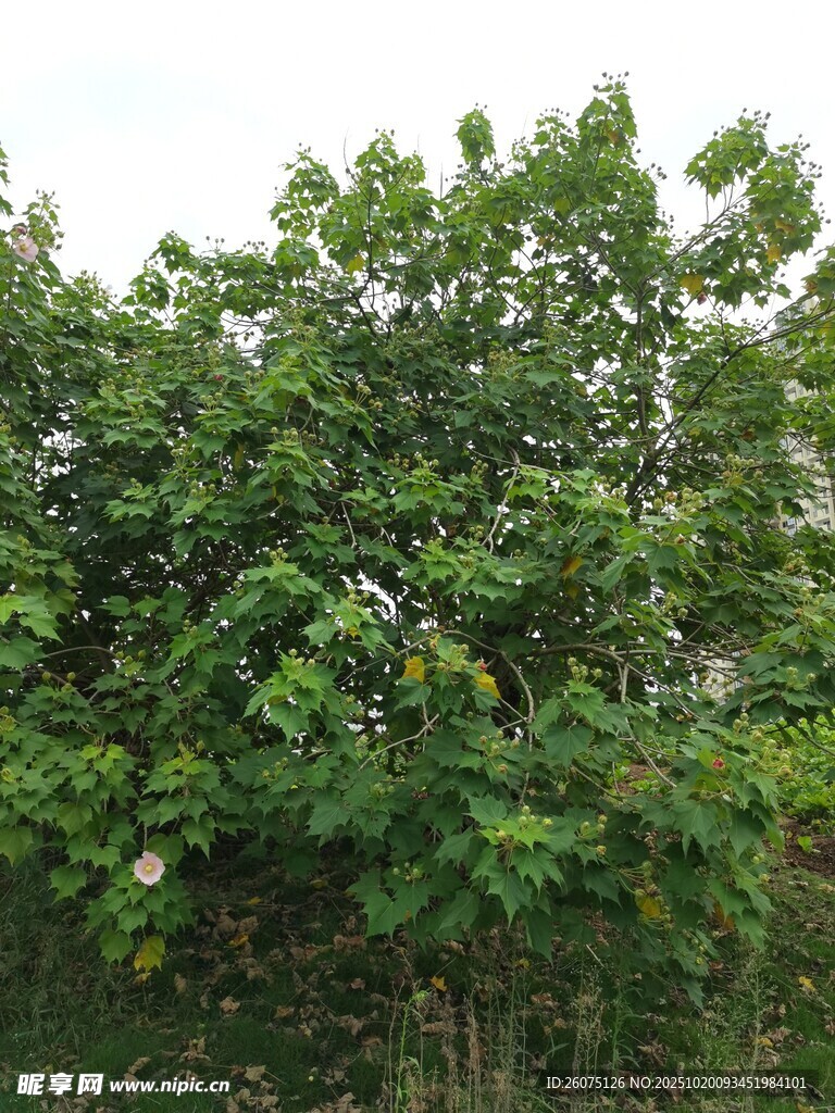 茂盛绿树