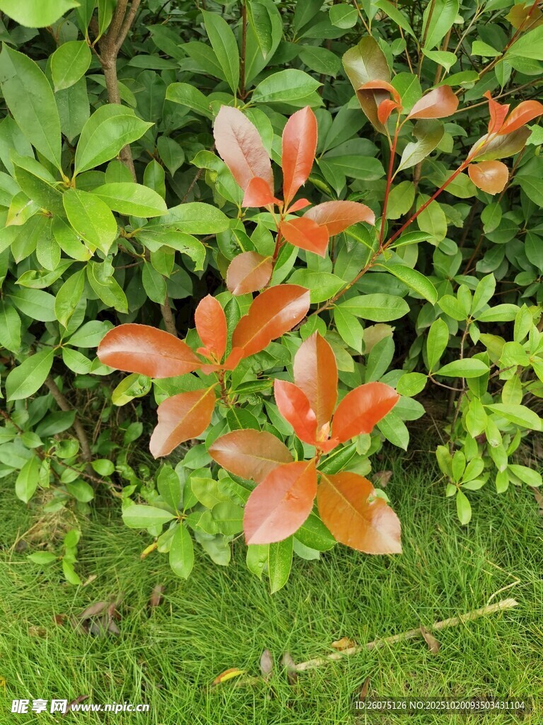 红叶绿植相映成趣