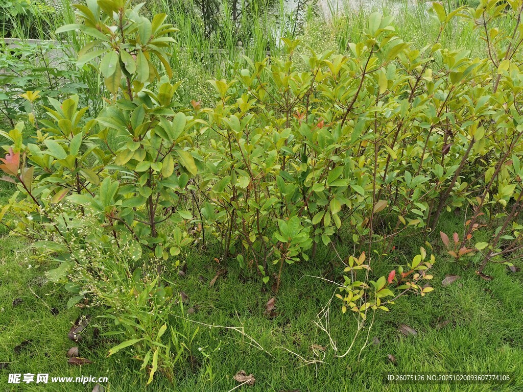 野外绿植景观