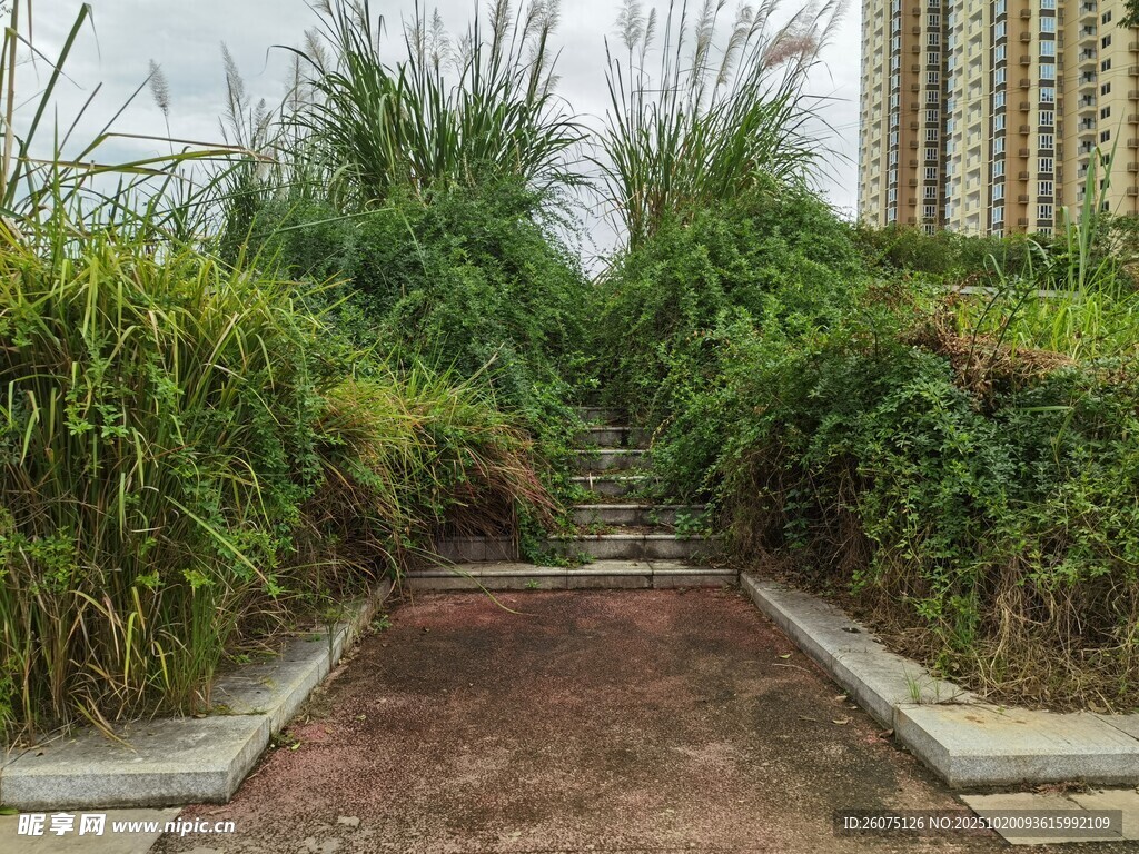 城市中静谧的绿植小径