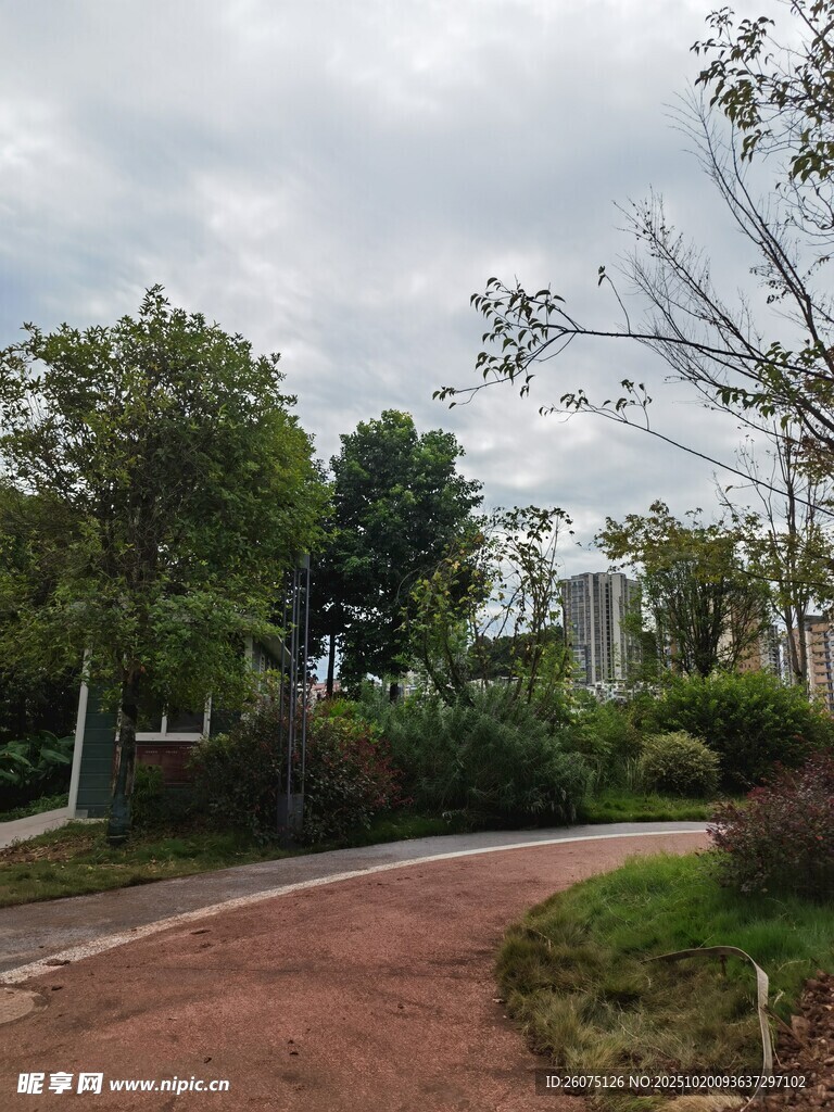 蜿蜒小径旁的绿植景观