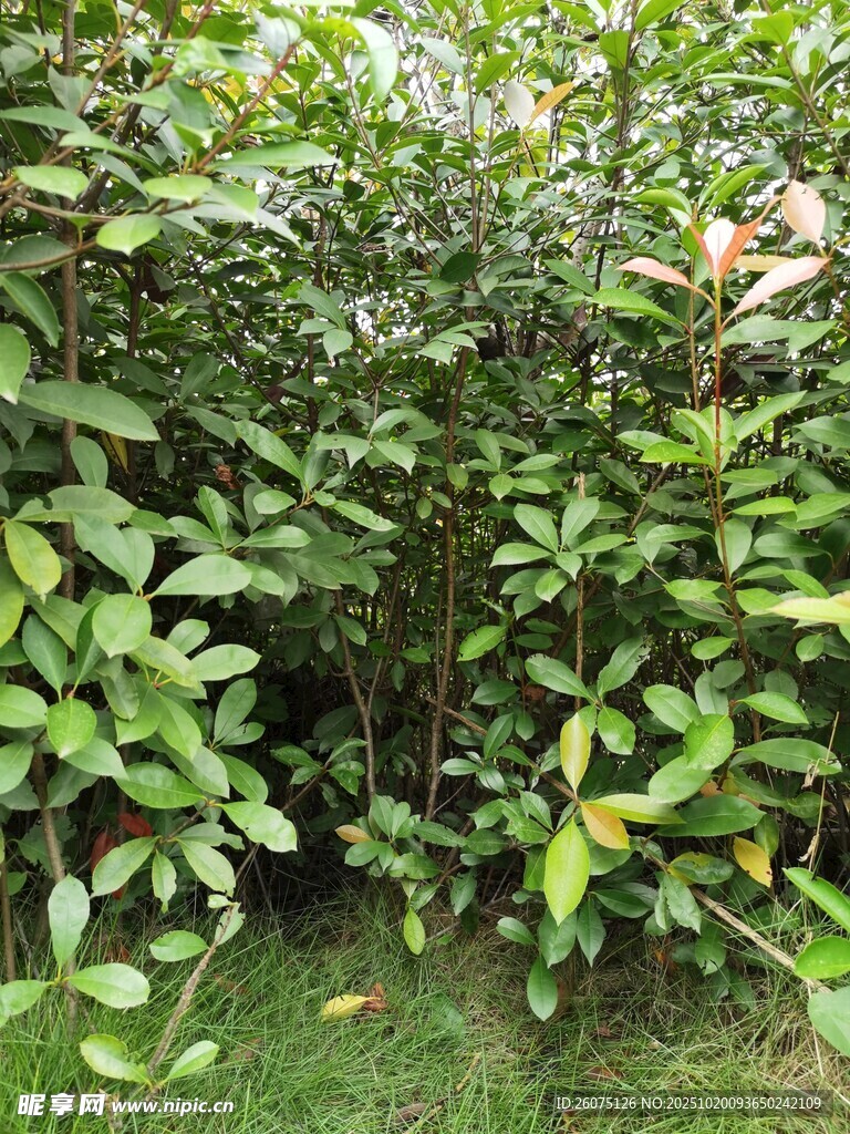 绿叶繁茂的灌木丛