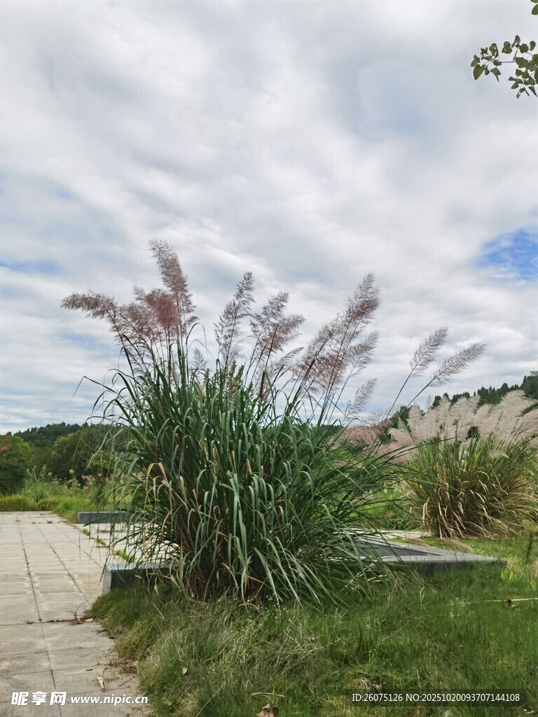 路边摇曳的美丽蒲苇