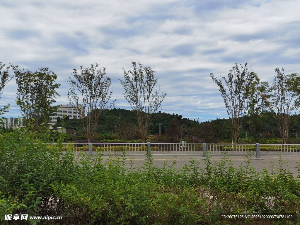 田野边的树木与绿植景观