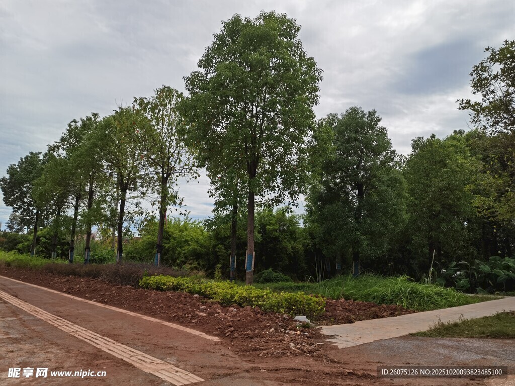 乡村路旁绿树成荫景观