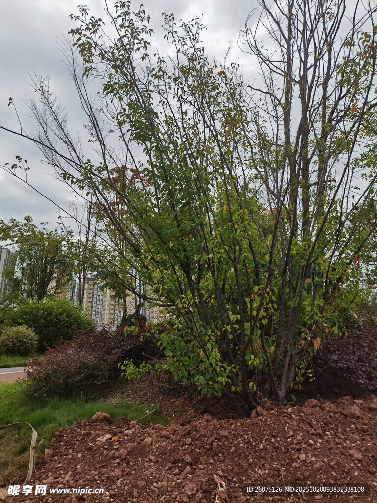 户外繁茂绿植景观