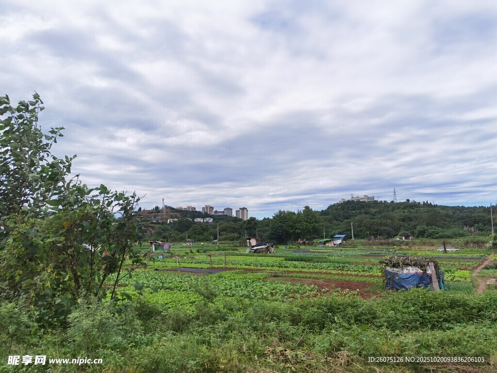 田园风光中的静谧草地