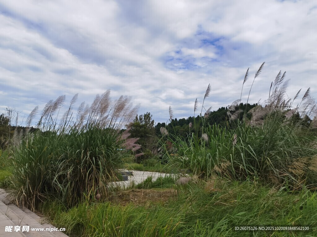 户外草地与蓝天白云景致