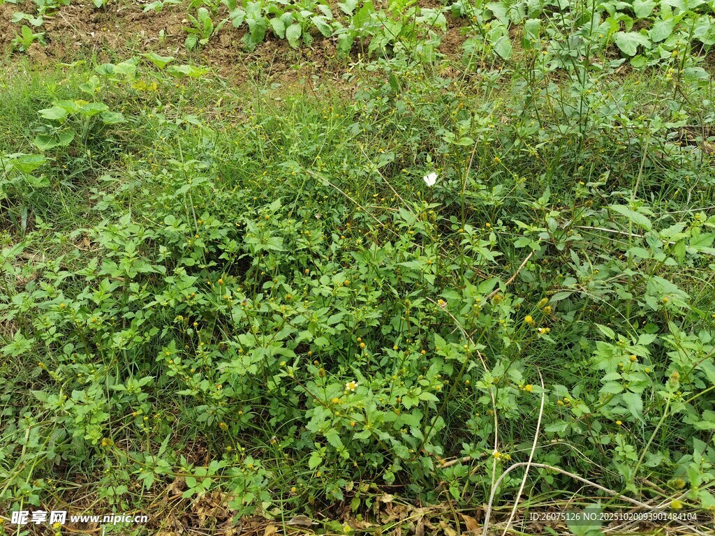田野中的绿色植物群落