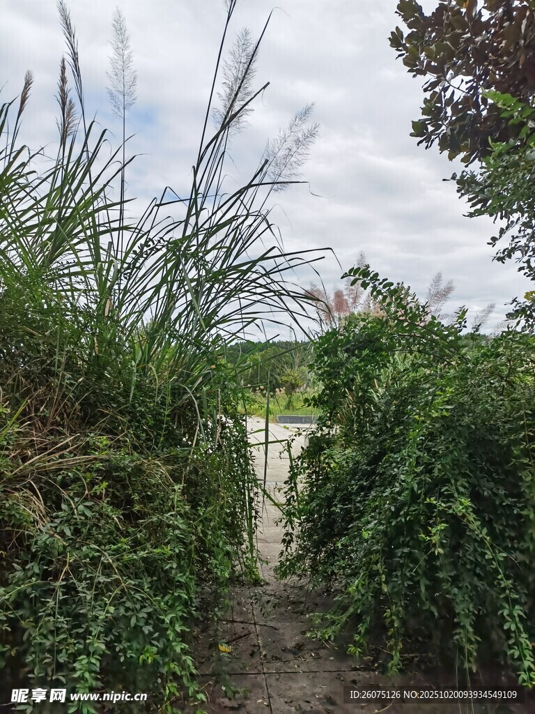 隐秘绿植环绕的幽静小道