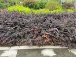 紫叶植物景观