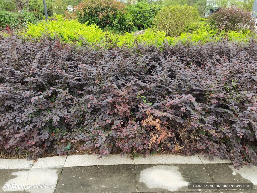 紫叶植物景观