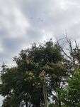 枝头繁花映云天