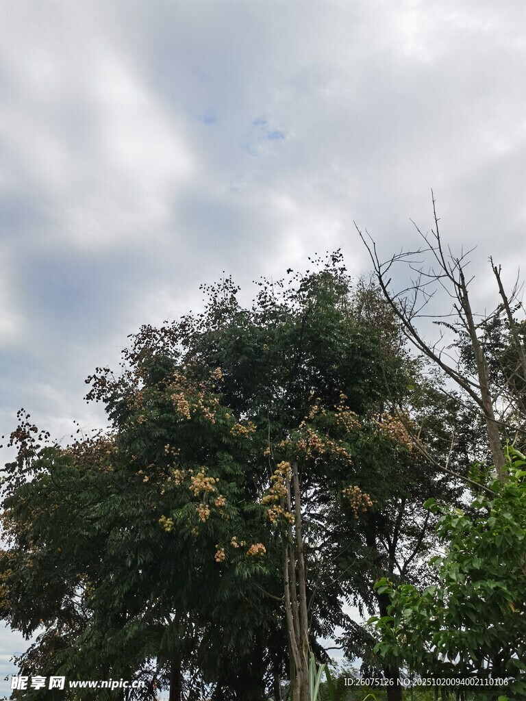 枝头繁花映云天