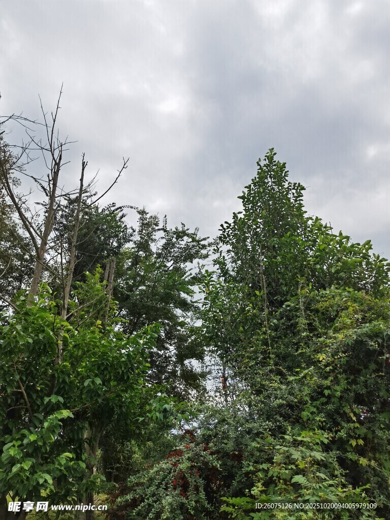 繁茂树林中的天空一角