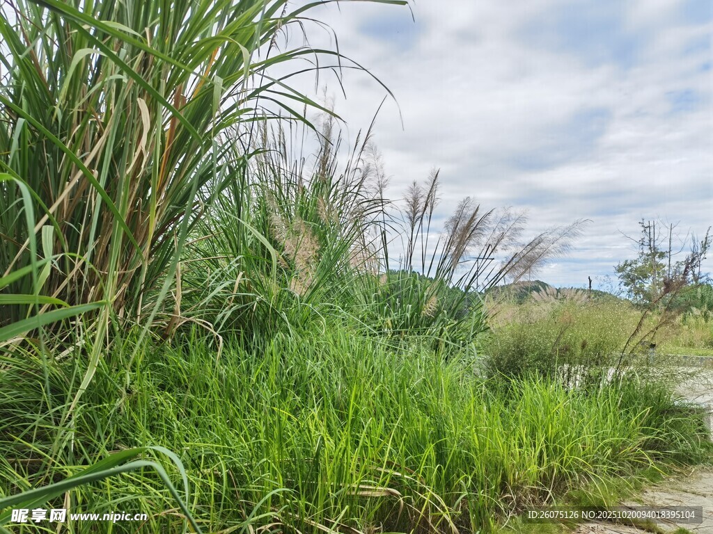 田野间茂盛的绿色植物