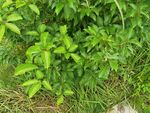 翠绿繁茂的植物景观