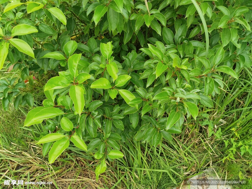翠绿繁茂的植物景观